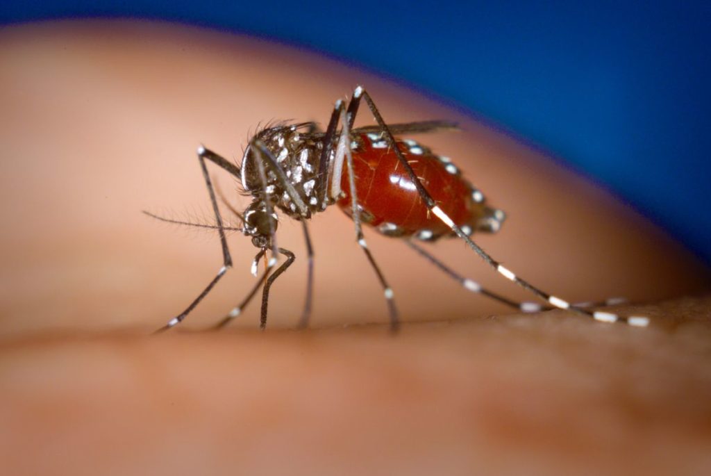 New dengue virus confirmed