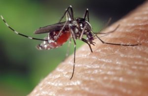 Eight new Zika cases