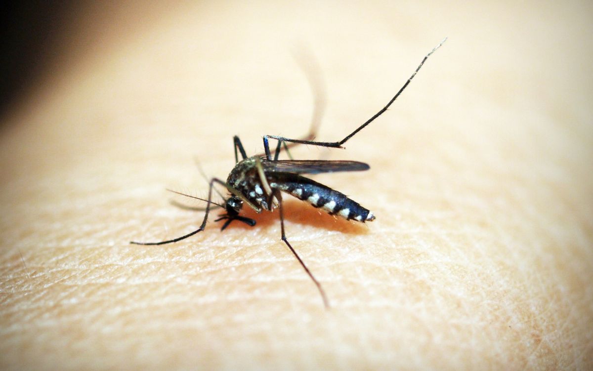 80% of dengue cases