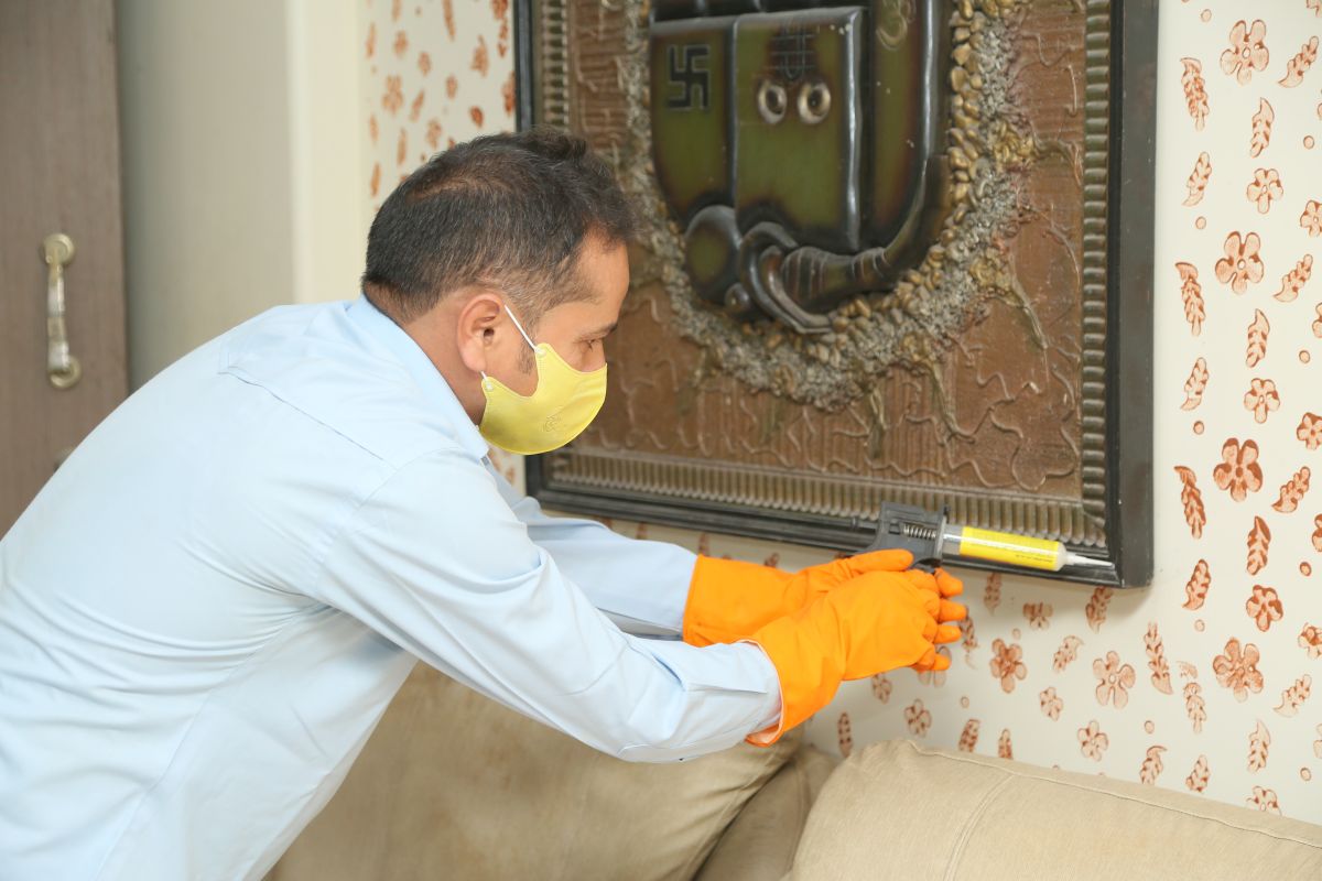 Wall decorations also require General Pest Control