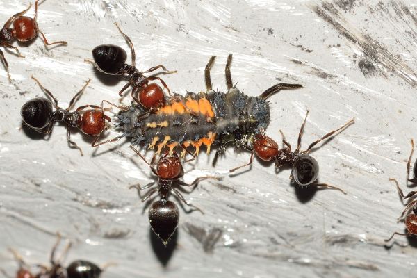 get rid of Cockroaches, Bugs, Ants and Silverfish