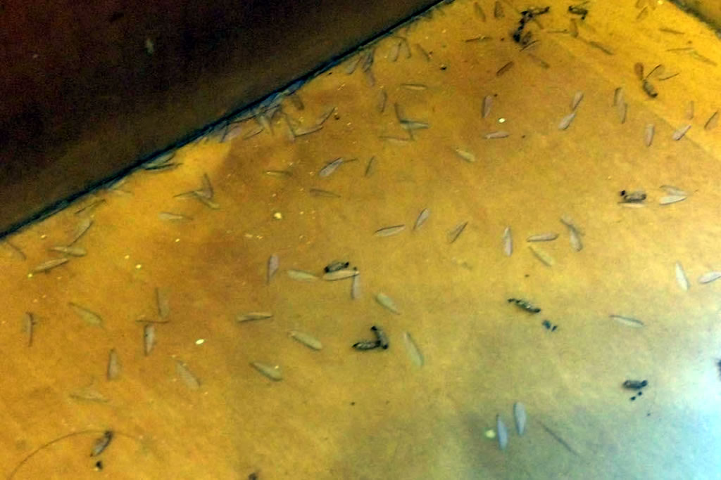 Dead Termites after the treatment