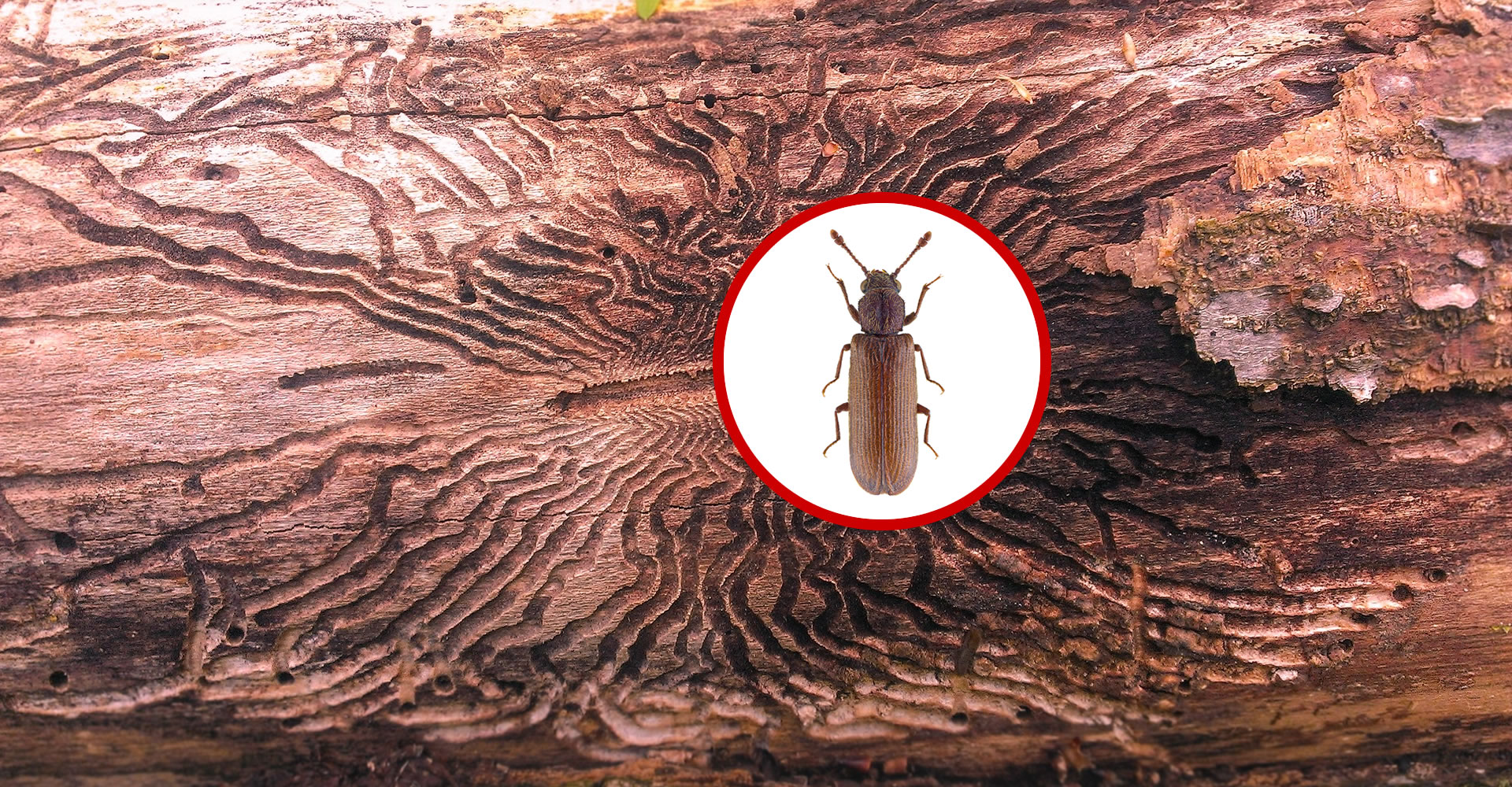 Wood Borer Control - Pest Control for wooden door, wooden floor, furniture