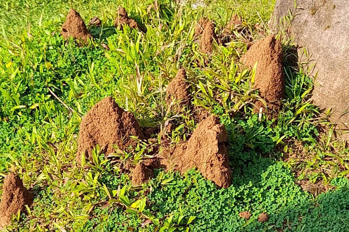 Termite hill in the garden
