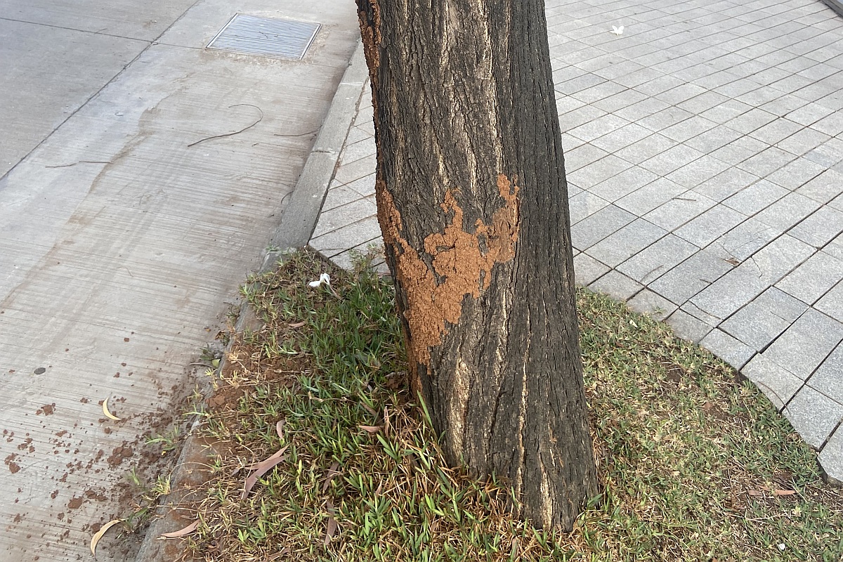 Termites in Mumbai: How They Infest Trees for Survival
