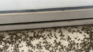 Mosquito Invasion on the 17th Floor