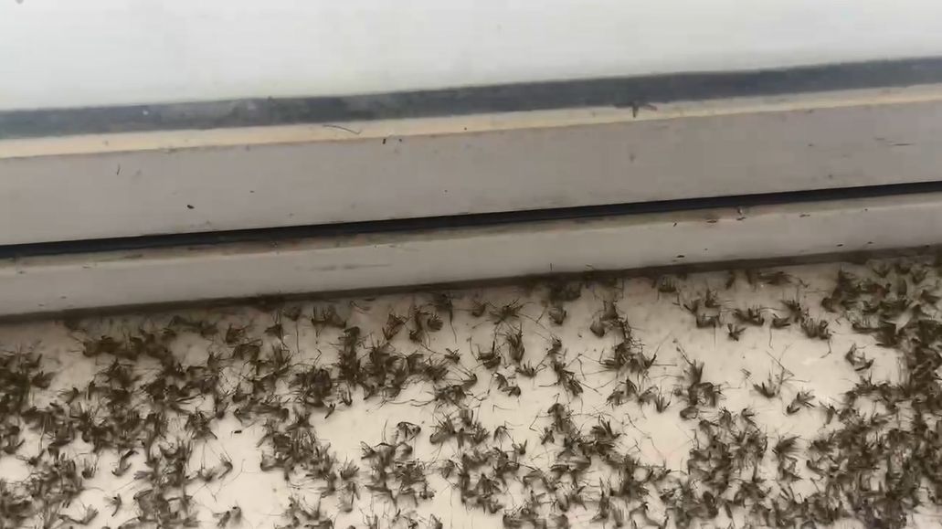 Mosquito Invasion on the 17th Floor