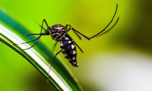 dengue surging across the planet