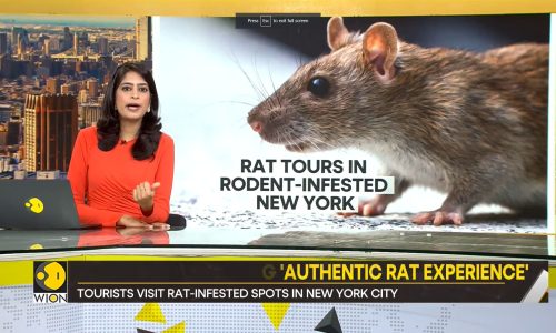 Rats in New York