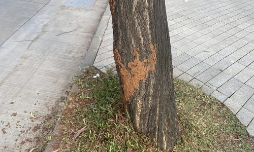 Termites in Mumbai: How They Infest Trees for Survival